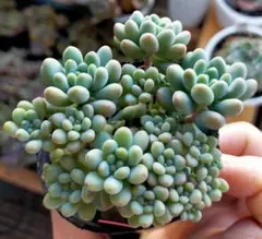 2026年最新】乙女蛍多肉植物の人気アイテム - メルカリ