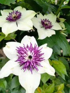 2026年最新】クレマチス 挿し木苗の人気アイテム - メルカリ