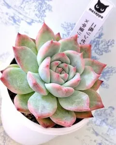 鬼珠 札付きポットごとメルカリ便ルイパパさん苗 - メルカリ