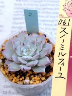 おらいさん　ミックスベリア　スノーミルフィーユ　多肉植物