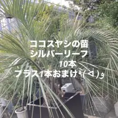 2026年最新】ココスヤシの苗の人気アイテム - メルカリ