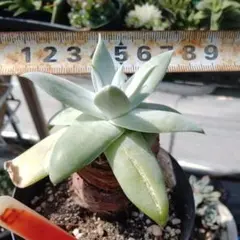 シ*ン様 人気種 ダニエルさん苗 D1 札付き 多肉植物 - メルカリ