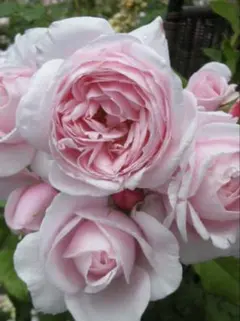 薔薇苗(フロリバンダ咲き)のサムネイル