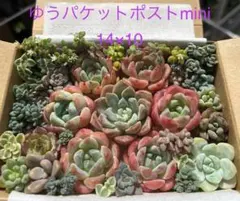 多肉植物 ピンク系 可愛い名無しちゃん詰め合せセット⑥