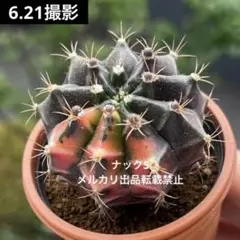 アリオカルプス カリフラワー 実生 抜き苗 検）コピアポア 黒王丸 葵大
