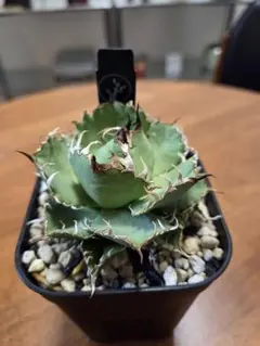 アガベ　フィリグリー　メルカリ便 アガベ 鉢植発送 フィリグリー 極上血統 超特選株 コレクション株