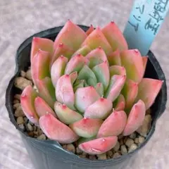 2026年最新】おらいさんの人気アイテム - メルカリ