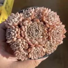 kunini様 リクエスト 2点 まとめ商品