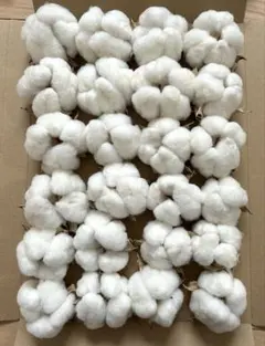 綿花 洋綿(白) ヘッドのみ24個