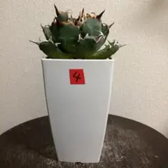 Mai…H♡【鉢ごと発送】活着済み　アガベ　チタノタ　姫厳竜錦　TC Mai…H♡【鉢ごと発送】活着済み アガベ チタノタ 姫厳竜錦 TC Mai…
