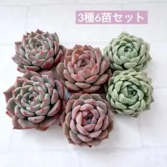 多肉植物 エケベリア カット苗 3種6苗セット 韓国苗 寄せ植えに♪