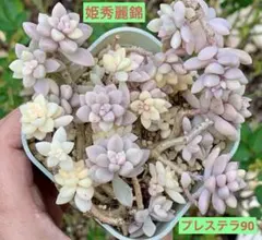 2025年最新】姫秀麗錦の人気アイテム - メルカリ