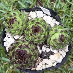 多肉植物　ジョビバルバ　ソボリフェラ　ペール　No.172【緑】 多肉植物 ジョビバルバ ソボリフェラ ペール No.172【桃】 - メルカリ