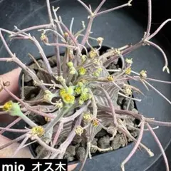 特選】 ラスト スーパーブラックバリダ 同一ロット 種 親写真あり 20粒