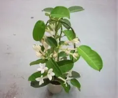 anuenue_hilo様 リクエスト 2点 まとめ商品