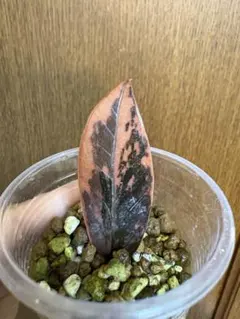 ザミオクルカス ブラックピンク斑入り 発根済み [ピンクが鮮やか