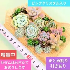 多肉植物　エケベリア　セダム　グラプト詰め合わせ　カット苗　大量　寄せ植え