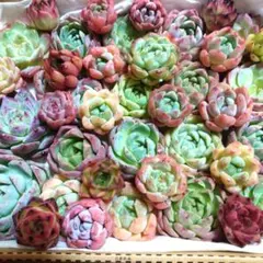 f1多肉植物エケベリア〈カット苗〉☆寄植えMIXサイズ色々☆