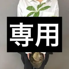 2026年最新】パキラミルキーウェイ鉢植えの人気アイテム - メルカリ