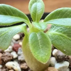 2025年最新】ウィンゾリー 実生の人気アイテム - メルカリ