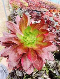 多肉植物アエオニウム錦 人気 ゴースト 魅影 抜き苗 特大苗 立木 古株