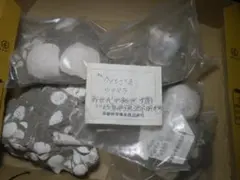 国産化石新世紀 標本26/08/06－６５のサムネイル