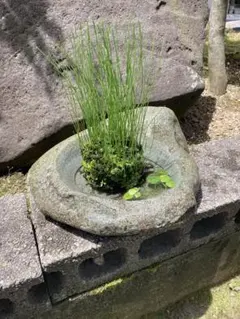石鉢 水鉢 花器 メダカ鉢 金魚鉢 つくばい　庭石　自然石 石鉢 水鉢 花器 メダカ鉢 金魚鉢 つくばい 庭石 自然石 - メルカリ