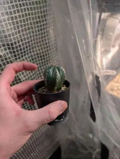 2025年最新】ユーフォルビア ホリダの人気アイテム - メルカリ