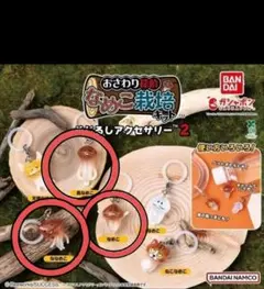 おさわり探偵なめこ栽培キット ゆらゆらソーラー - メルカリ