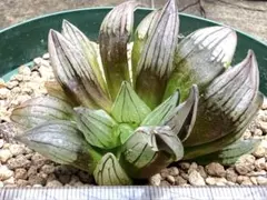 ゆえるぅ様 リクエスト 2点 まとめ商品