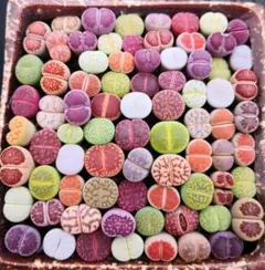 高*田様 リトープス 多色コレクション 小型 20苗 1年の苗0.5-1.2cm