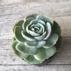 2025年最新】ブルーサプライズ 多肉の人気アイテム - メルカリ