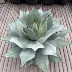 アガベ　パリー　トランカータ　実生株No.18 大株　約50cm