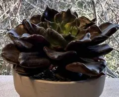 み*ん様 1522 新入荷　ブラックマディバ　多肉植物　エケベリア　撮影1月14