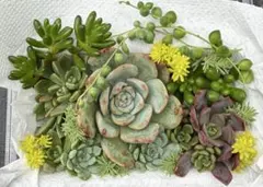 ⑥多肉植物 セダム カット苗詰め合わせ♪セット♪寄せ植え♪ - メルカリ