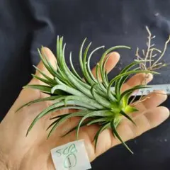 むぎチョコ様 リクエスト 3点 まとめ商品