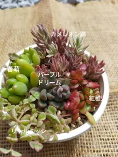 ①本日の気まぐれ 多肉寄植えセット （6.5cm鉢内カット苗全て） - メルカリ