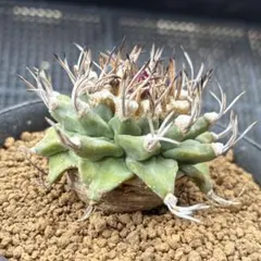 k*n様 大疣アロンソイ 国内実生 鉢植え メルカリ便送料込み 2026年最新】アロンソイの人気アイテム - メルカリ