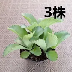 くみ。様 リクエスト 2点 まとめ商品