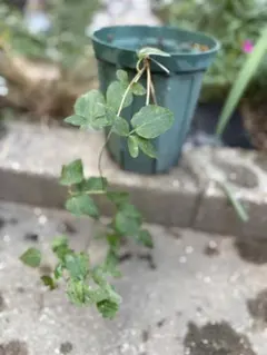 める様 リクエスト 2点 まとめ商品