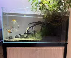 ツクヨミライト付き！ガラス水槽セットのサムネイル