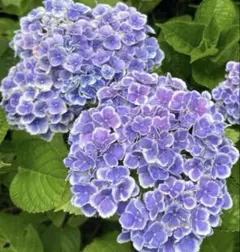 2026年最新】紫陽花モナリザの人気アイテム - メルカリ