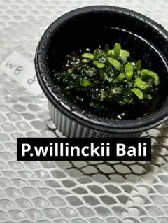 ビカクシダ P. veitchii × P. willinckii 胞子培養株 - メルカリ
