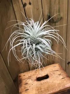 T.chapeuensis var. turriformis 限定3株‼️ - メルカリ
