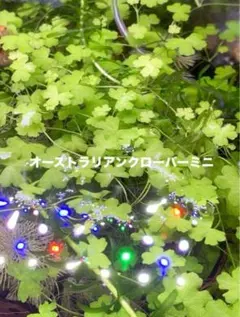 オーストラリアンクローバーミニ(水中葉)画像4の量程度をお届けのサムネイル