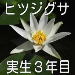 【2026出品連絡用】ひつじぐさ 未草 幼苗 子株 中株 花芽付き 各種出品予定 2026年最新】ヒツジグサ 苗の人気アイテム - メルカリ