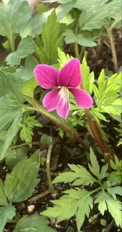 山野草・トサヒメユリ苗・画像の3苗お届けいたします。来期開花株