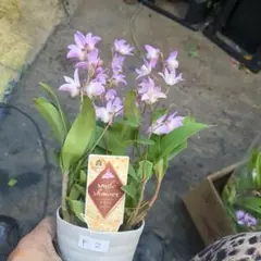 ayumi様 リクエスト 2点 まとめ商品