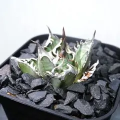 もんちゃん様 リクエスト 3点 まとめ 1229 1228 1164