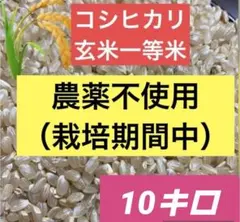 農薬不使用♦️10kg玄米】新潟県長岡産コシヒカリ✴︎最高級希少米